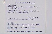 長柄千層塔藏品圖，第2張