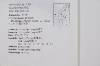 阿里山耳蕨藏品圖，第2張