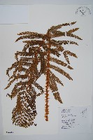 尖葉耳蕨藏品圖，第1張