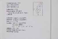 尖葉耳蕨藏品圖，第2張