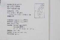 臺灣鱗毛蕨藏品圖，第2張