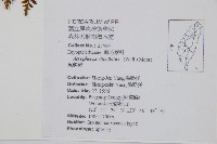 魚鱗蕨藏品圖，第2張