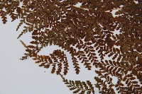 魚鱗蕨藏品圖，第5張