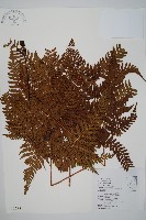 臺灣鱗毛蕨藏品圖，第1張