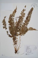 韓氏耳蕨藏品圖，第1張