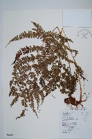 斜方複葉耳蕨藏品圖，第1張