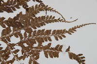 斜方複葉耳蕨藏品圖，第3張