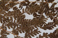 斜方複葉耳蕨藏品圖，第4張