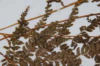 斜方複葉耳蕨藏品圖，第5張