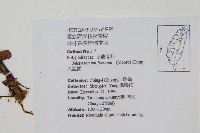 大星蕨藏品圖，第2張