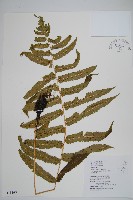 史氏鱗毛蕨藏品圖，第1張