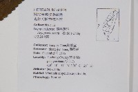 史氏鱗毛蕨藏品圖，第2張