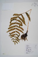 史氏鱗毛蕨藏品圖，第1張