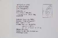 史氏鱗毛蕨藏品圖，第2張