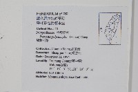 槭葉石葦藏品圖，第2張