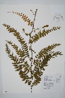 瓶蕨藏品圖，第1張