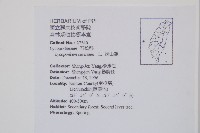 過山龍藏品圖，第2張