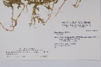 玉山卷柏藏品圖，第2張