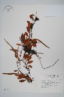 抱樹石葦藏品圖，第1張