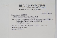 星蕨藏品圖，第2張