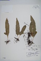 海岸擬茀蕨、海岸星蕨藏品圖，第1張