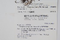 海岸擬茀蕨、海岸星蕨藏品圖，第2張