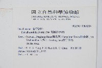 闊葉骨碎補藏品圖，第2張