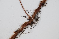 闊葉骨碎補藏品圖，第3張