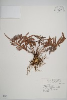 烏毛蕨藏品圖，第1張