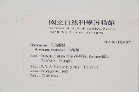 烏毛蕨藏品圖，第2張