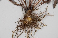 烏毛蕨藏品圖，第3張