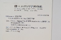 分枝莎草蕨藏品圖，第2張