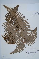 登錄號:P004509藏品圖，第1張