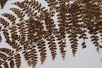 稀子蕨藏品圖，第2張