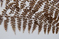 稀子蕨藏品圖，第3張