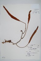 石葦藏品圖，第1張