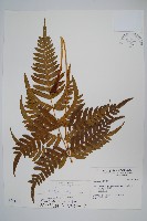 溪鳳尾蕨藏品圖，第1張