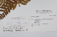 溪鳳尾蕨藏品圖，第2張