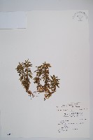 千層塔藏品圖，第1張