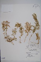 玉山卷柏藏品圖，第1張