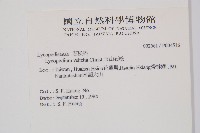 玉山石松藏品圖，第2張