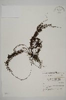 鞭葉鐵線蕨藏品圖，第1張