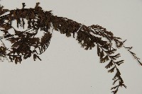 鞭葉鐵線蕨藏品圖，第3張