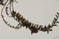 鞭葉鐵線蕨藏品圖，第4張