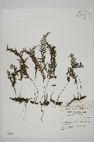 剪葉鐵角蕨藏品圖，第1張