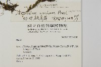 剪葉鐵角蕨藏品圖，第2張