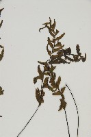 剪葉鐵角蕨藏品圖，第3張