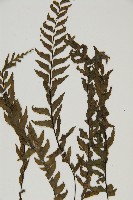 剪葉鐵角蕨藏品圖，第4張