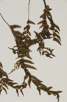 剪葉鐵角蕨藏品圖，第5張