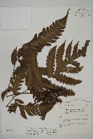 屏東擬肋毛蕨藏品圖，第1張